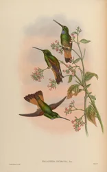 Monographie der Trochilidae oder Familie der Kolibris